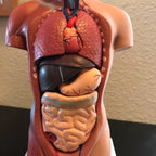 Human Torso Anatomical Model with Internal Organs 28cm Unisex