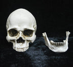 Life-size Replica of Realistic Human Skull, Head Bone Model, Anatomy White Resin Skull High Precision Teaching Tool Halloween Decor