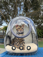 Cat Backpack - Cat Travel Basket - Cat Carrier - Small Dog Backpack - Transparent Pet Backpack - Cat Transport Box - Dog Travel Bag - Breathable Cat Basket - Backpack with Window - Pet Supplies - Hiking Backpack - Black - 1 Piece