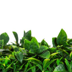 Flowering Lilac Vertical Garden / Green Wall UV Resistant 100cm X 100cm Panel