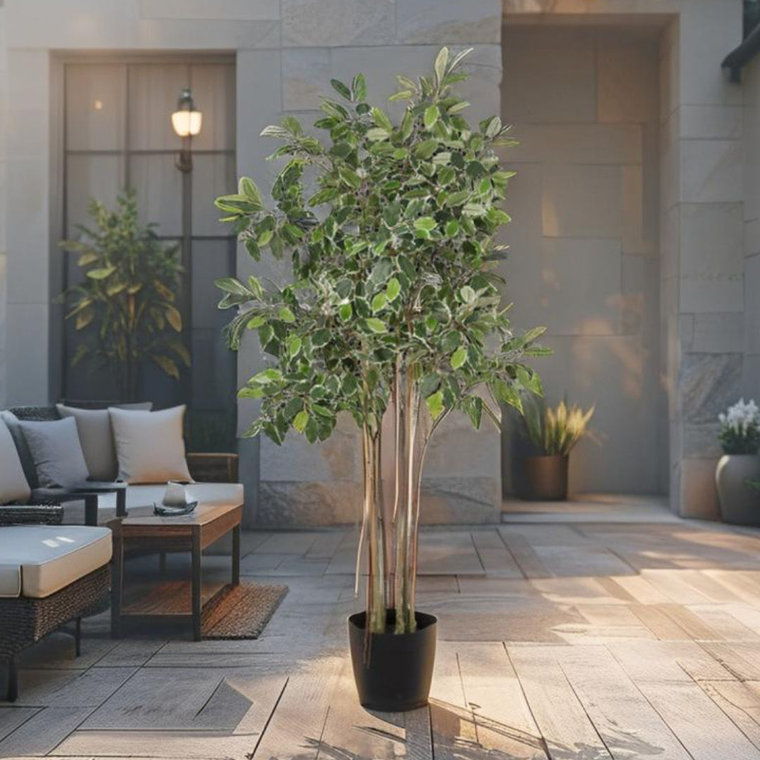Potted Artificial Variegated Ficus Tree 168cm