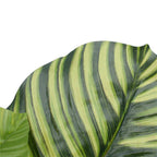 Pond Leaf Plant 110cm