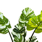 Premium Artificial Potted Monstera Albo 150cm